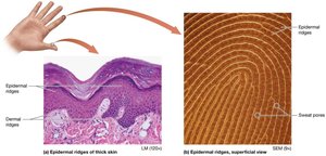 Epidermal and dermal ridges, fingerprint pattern