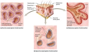 Diagram of sweat and sebaceous glands