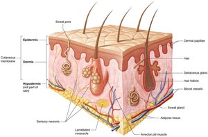 Diagram of skin structure showing epidermis, dermis, hypodermis, and accessory structures