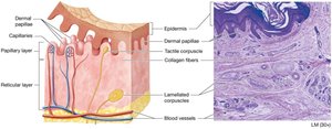 Histological section of the dermis showing connective tissue layers