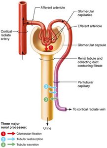 Three major renal processes