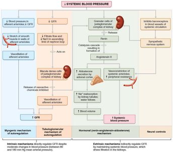 Regulation of glomerular filtration rate (GFR) in the kidneys