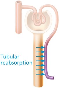 Tubular reabsorption