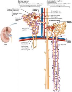 Cortical and juxtamedullary nephrons and their blood vessels