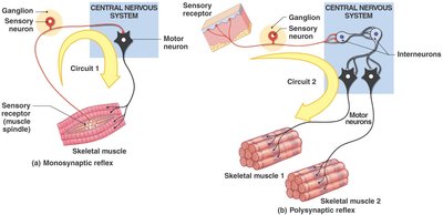 Polysynaptic Circuit Anatomy & Physiology Study Guide: Spine, Reflexes, Receptors | Notes