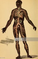 Diagram of human body showing internal systems
