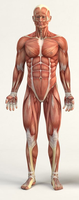 Proximal and distal directional terms