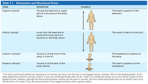 Orientation and directional terms