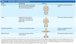 Orientation and directional terms