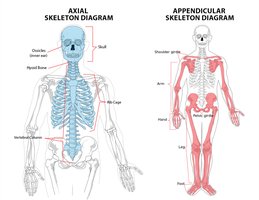 Axial and appendicular regions