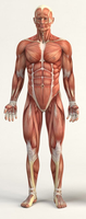 Standard anatomical position, anterior view