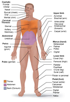 Regional terms used to designate specific body areas, anterior view