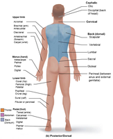 Regional terms used to designate specific body areas, posterior view