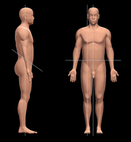Body planes and sections