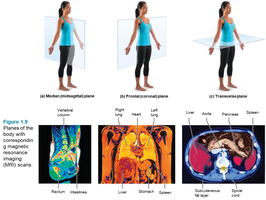 Oblique, sagittal, and transverse planes