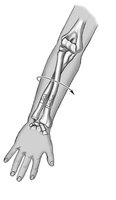 Standard anatomical position, anterior view