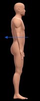 Comparison of anterior and posterior views