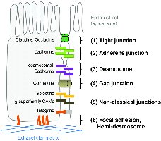 Epithelial cell junctions