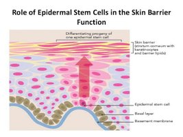 Classifying epithelia table