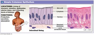 Simple columnar epithelium