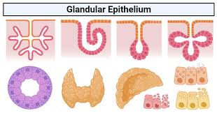 Glandular epithelium