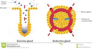Endocrine vs exocrine gland