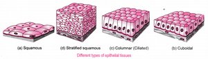 Types of epithelial tissue