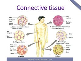 Connective tissue types