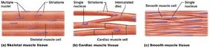 Types of muscle tissue