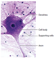 Neuron structure