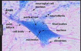 Neuron labeled parts
