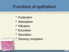 Functions of epithelium