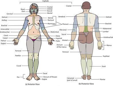 Labeled diagram of anterior and posterior body regions