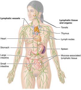 Diagram of the lymphatic system showing vessels and organs