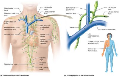 Main lymph trunks and ducts, drainage points of thoracic duct