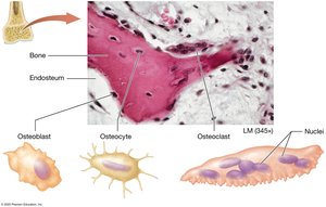 Types of bone cells