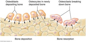 Bone formation and bone loss
