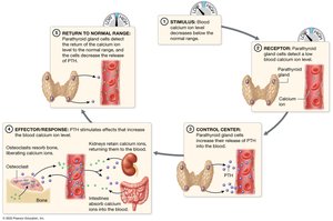 Response to low blood calcium ion level