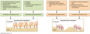 Factors influencing bone remodeling