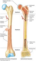 Structure of long bones