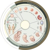 Overview of the prenatal period and maturation