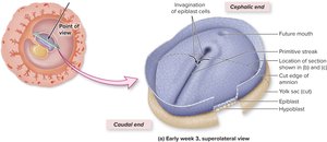 Primitive streak in gastrulation: early week 3, superolateral view