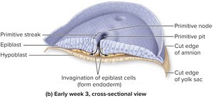 Primitive streak in gastrulation: early week 3, cross-sectional view