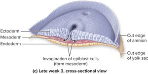 Primitive streak in gastrulation: late week 3, cross-sectional view