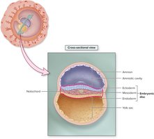 Embryonic disc folding