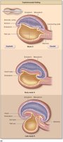 Cephalocaudal folding