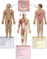 The three primary germ layers and their derivatives