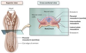 Differentiation of mesoderm