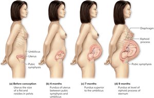 Uterine and breast changes during pregnancy