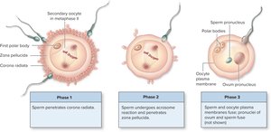 Phases of fertilization